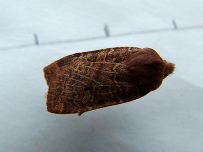 Chestnut